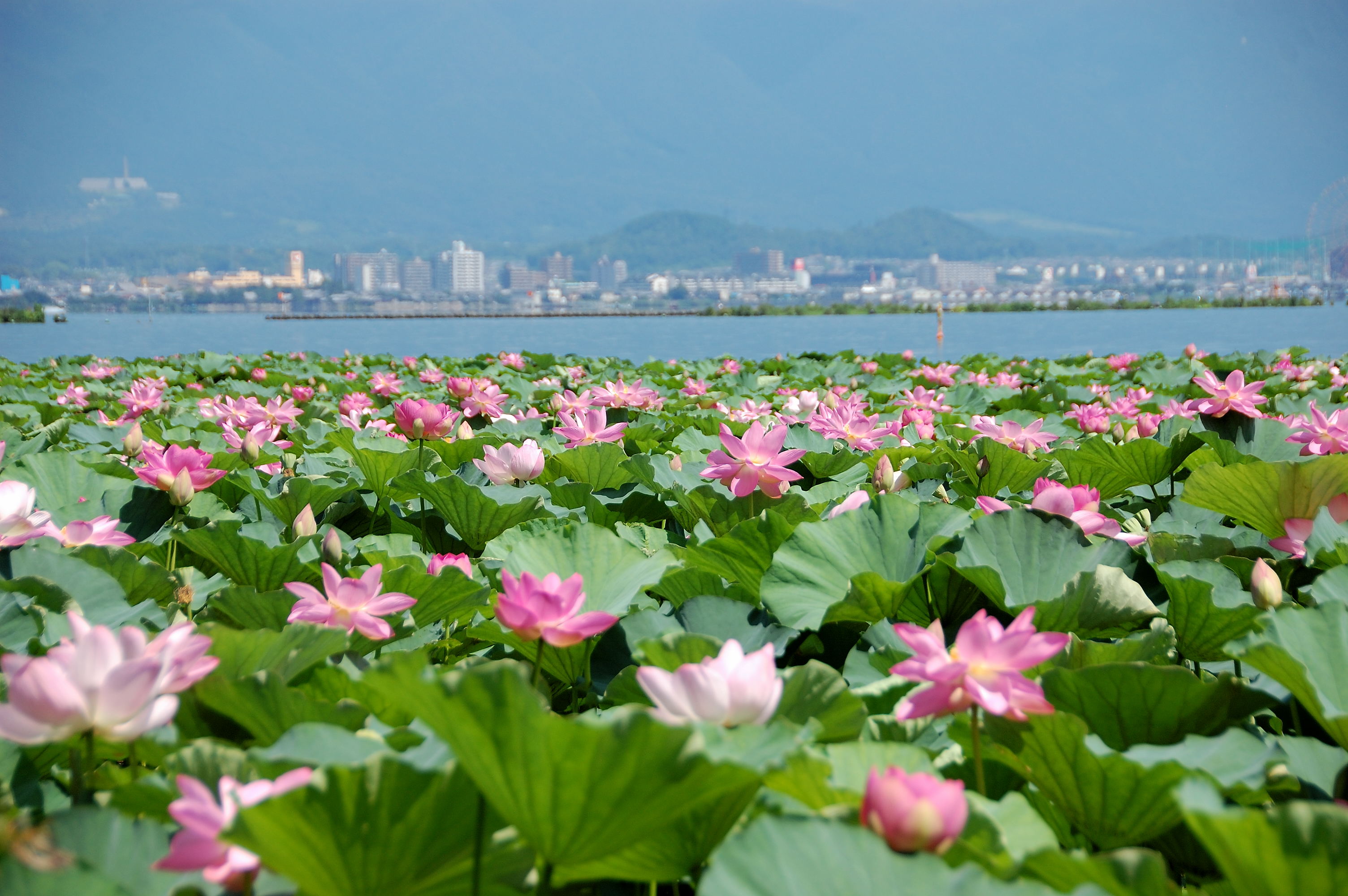 琵琶湖を覆い尽くすハスの群生 Wakasa15thfd